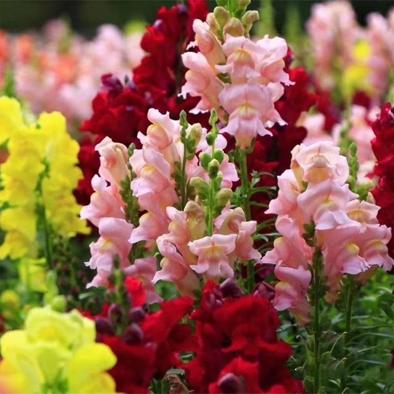 TEMU 300pcs Snapdragon Seeds, Perfect For Summer Gardening Flower Seed Garden