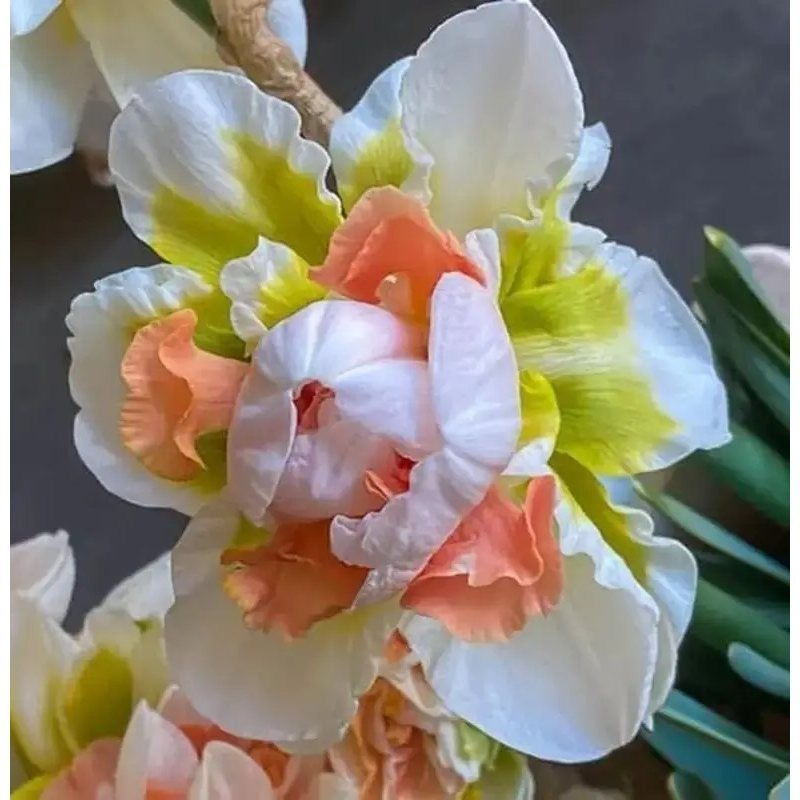 TEMU 178pcs Bubble Gum Daffodil