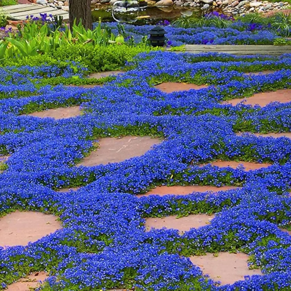 TEMU 999pcs Of Blue Thyme Seeds Planting, Grow Easily, Ground Cover Seeds, Non-transgenic Serpyllum Seeds Outdoors And Indoors