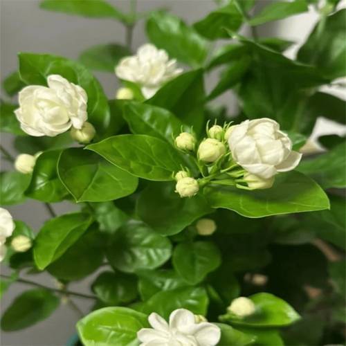 241 night scented jasmine of night night scented evergreen shrub attracts