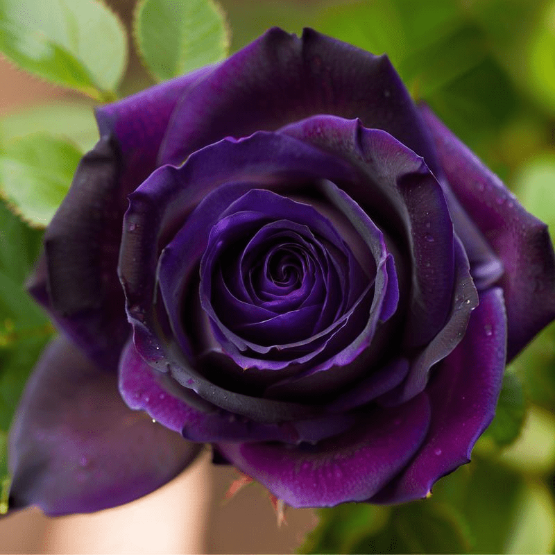 TEMU Climbing Rose Seeds, Perennial Flower Seeds