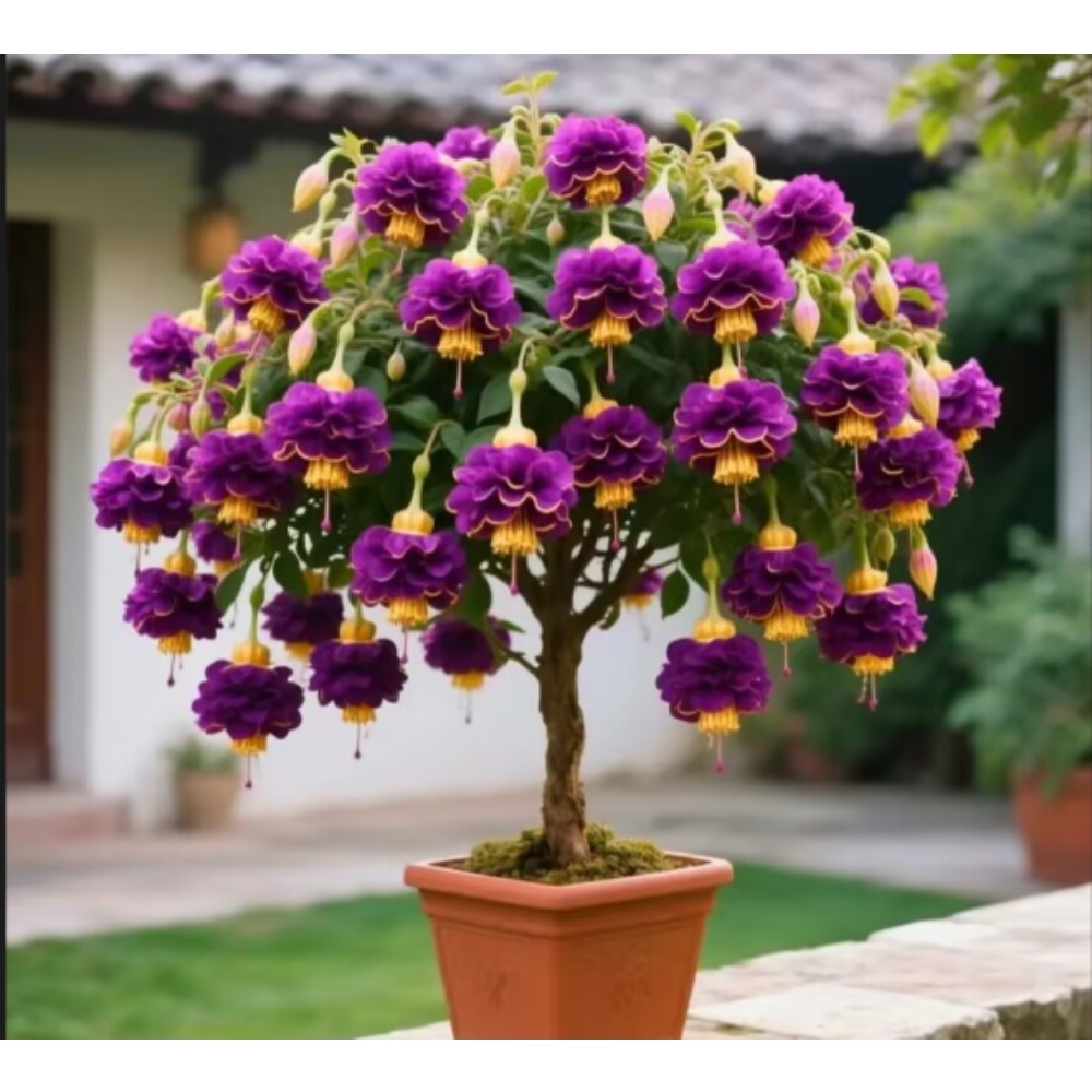 TEMU Rare Of Lantern Flower Seeds, Precious Lantern Flower Seeds, 100pcs Top-quality Lantern Flower Seeds, Precious Lantern Flower Seeds