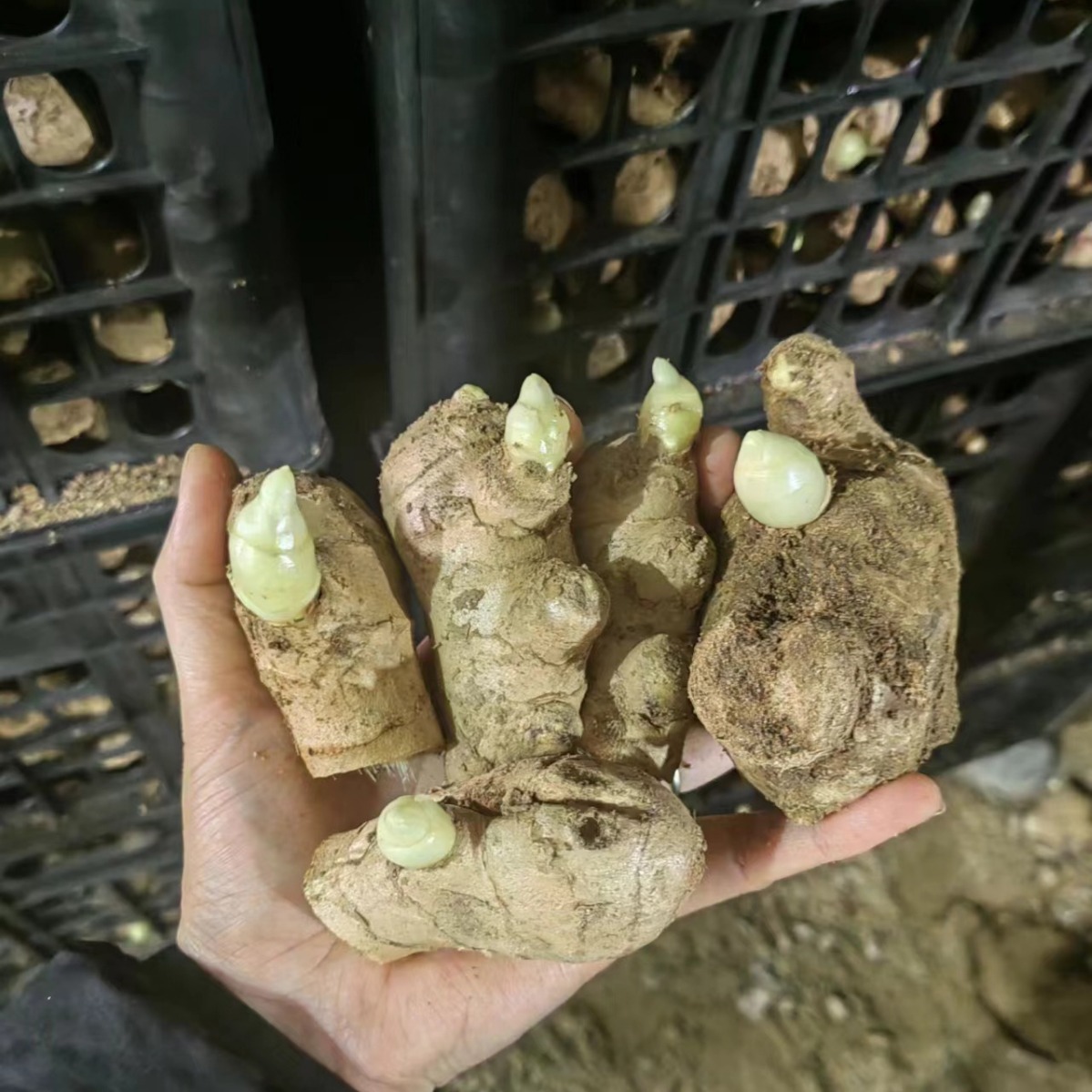 TEMU 187pcs Plant Seeds, Ginger Seeds