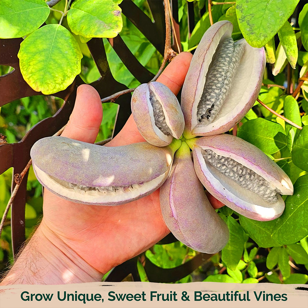 200   plant seeds   quinata seeds   plant for outdoor garden details 1