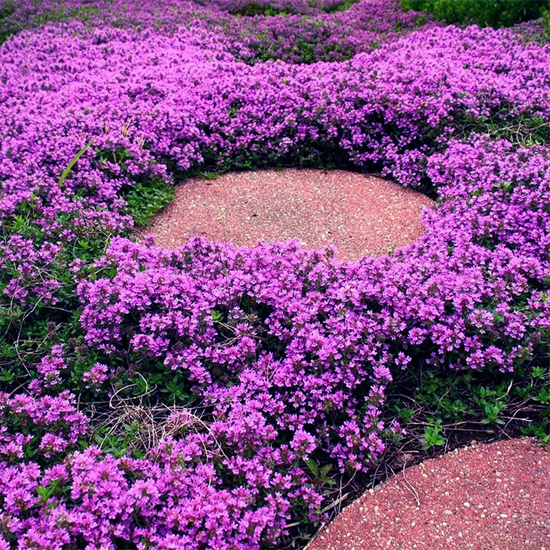TEMU 1000pcs Purple For Planting Ground Cover Plants Flowers Perennial Thyme.