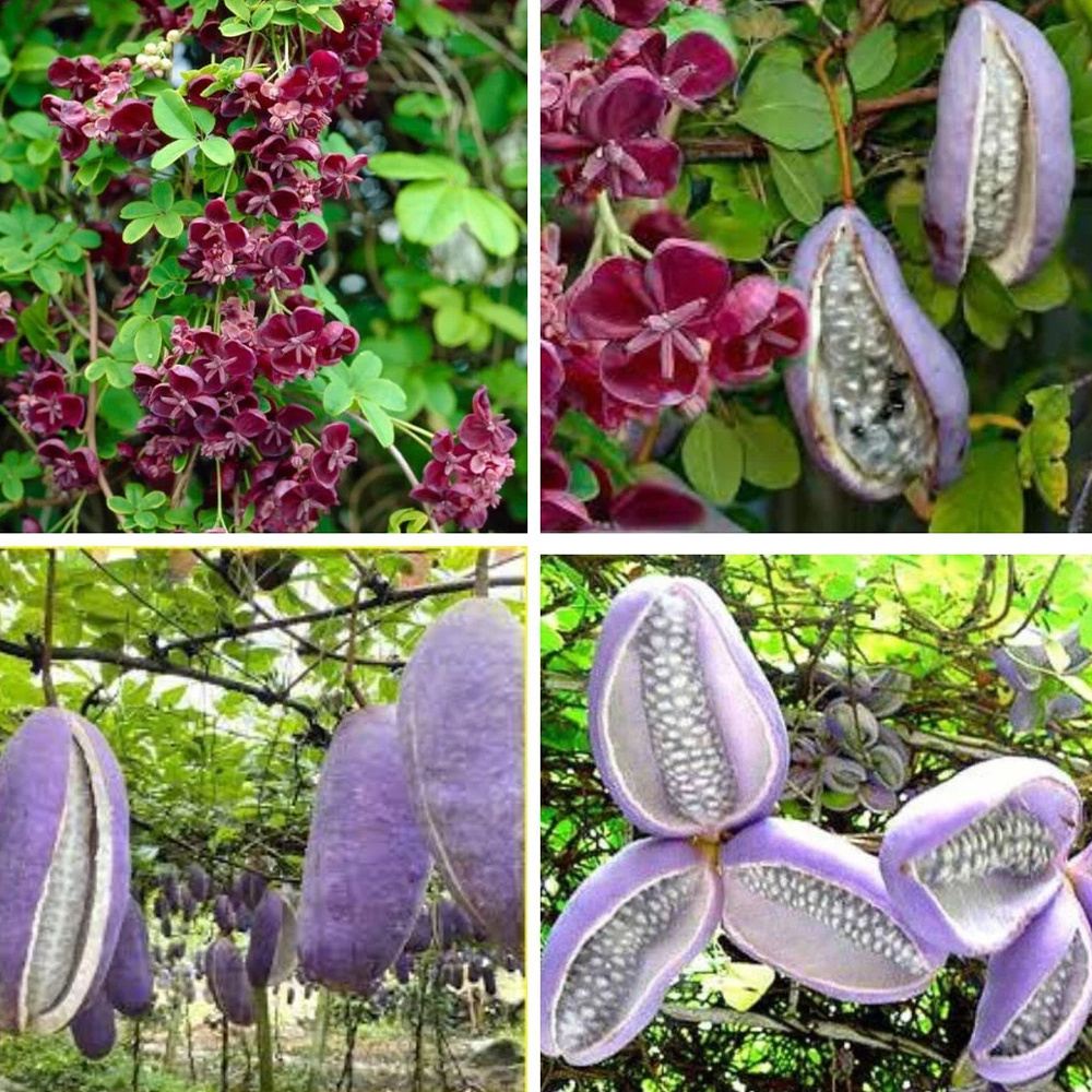 200   plant seeds   quinata seeds   plant for outdoor garden details 3