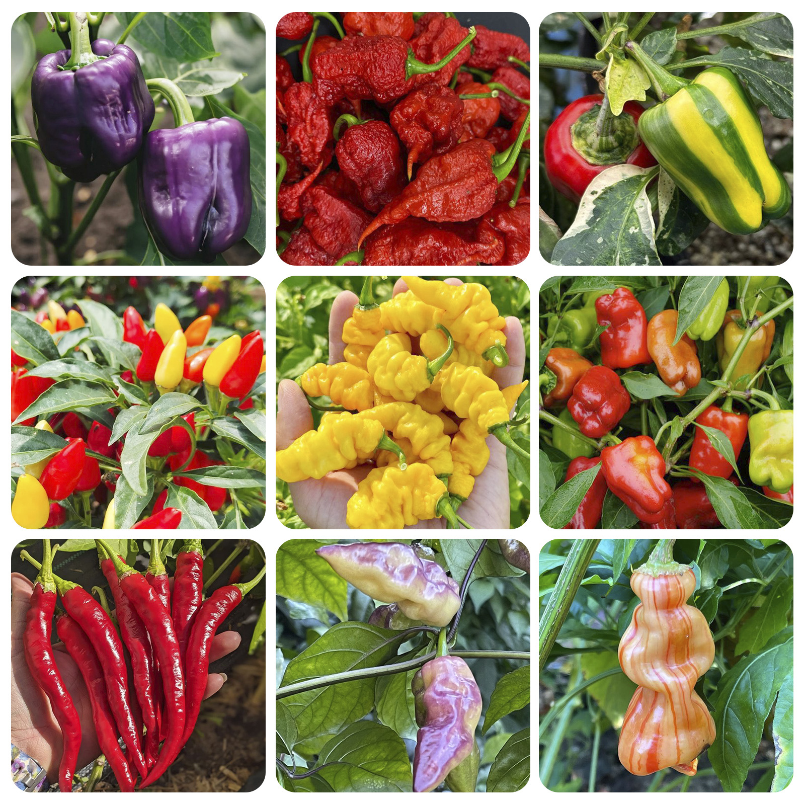 TEMU 2999pcs Seed- Pepper Seed Collection For Planting - 3 Varieties Pack Capsicum Var Sheep Horn Pepper Bell Pepper