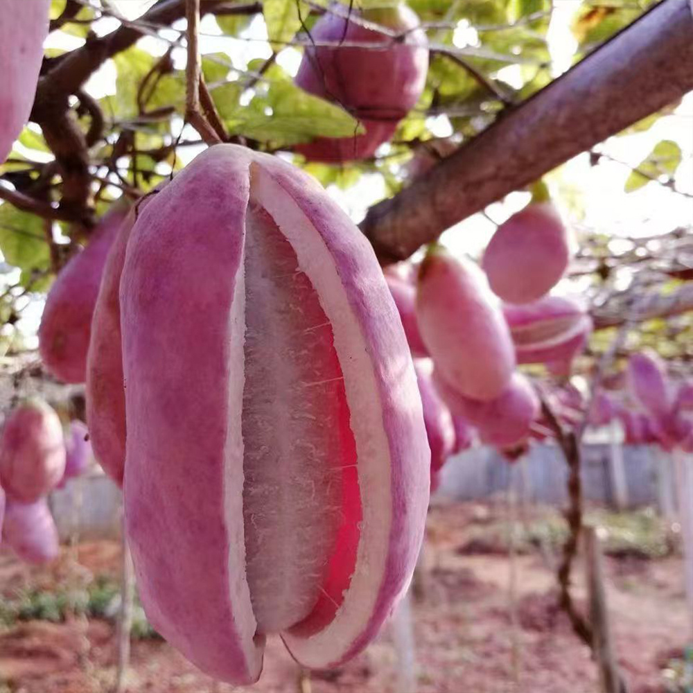 200   plant seeds   quinata seeds   plant for outdoor garden details 5