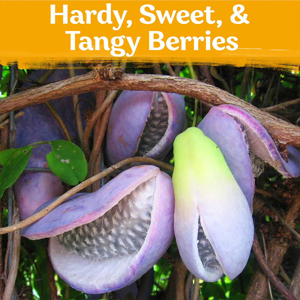 200   plant seeds   quinata seeds   plant for outdoor garden details 0