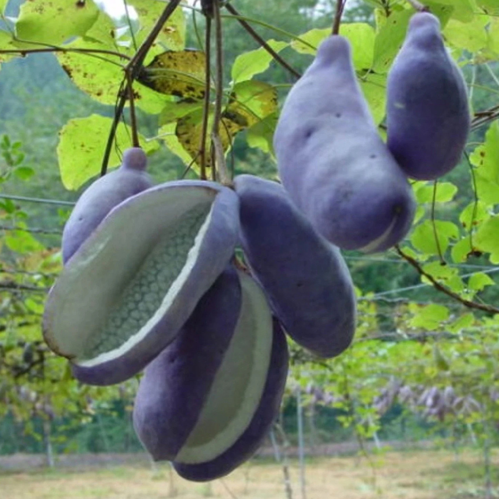 200   plant seeds   quinata seeds   plant for outdoor garden details 2