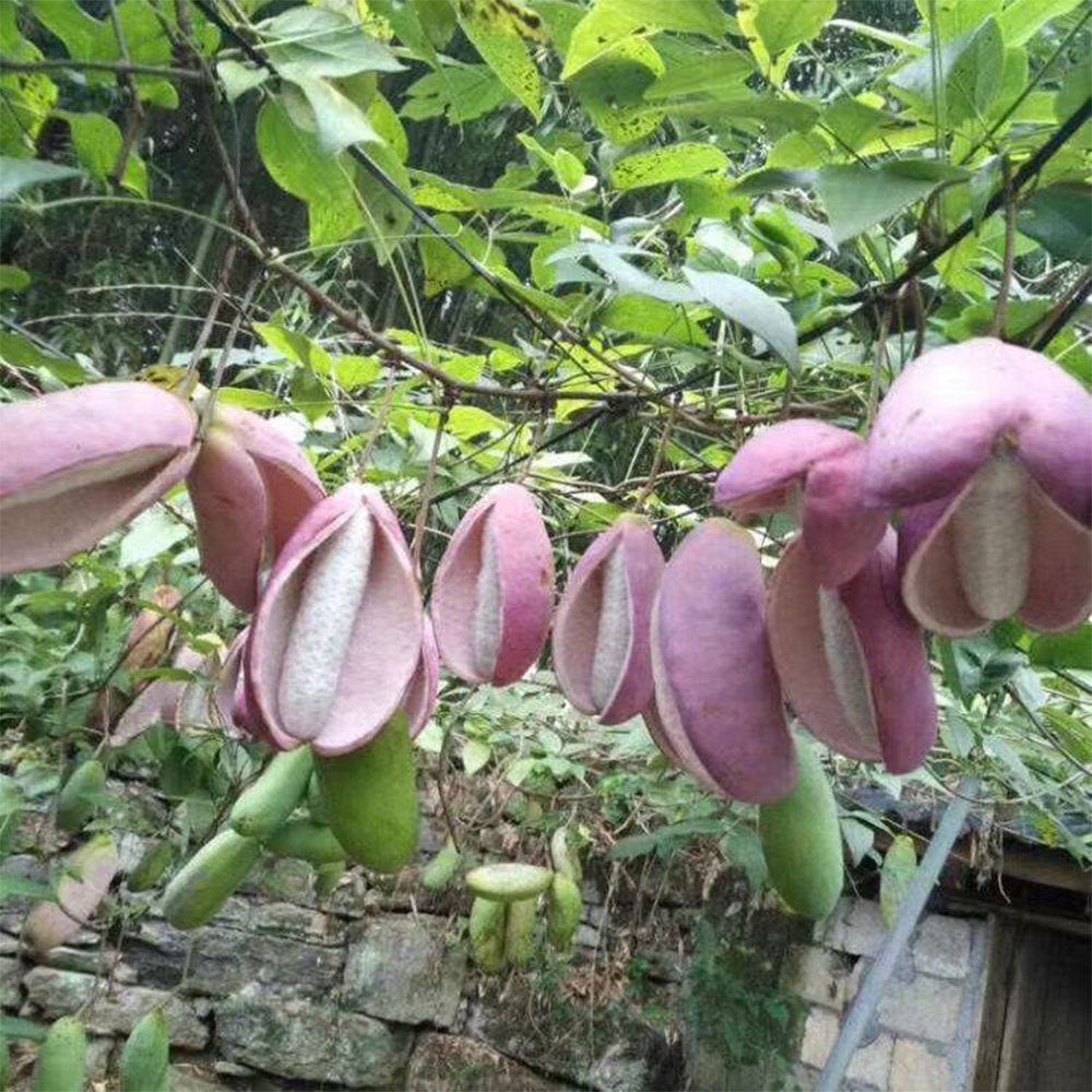 200   plant seeds   quinata seeds   plant for outdoor garden details 4