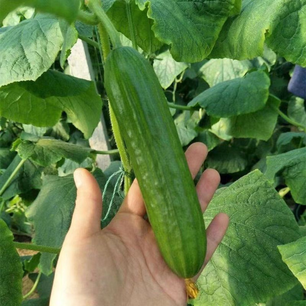 TEMU Sweet And Crispy Small Seeds - Melon Cucumber Seeds, Melon Vegetable Seeds For Planting
