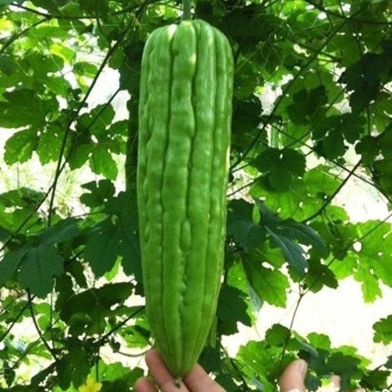 TEMU 377Graines, graines de melon à viande, graines de melon à feuilles persistantes pour , bonsaï de balcon, aux maladies, graines de légumes et