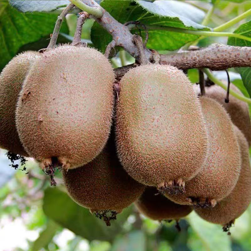 TEMU Graines de Kiwi - Greffe d'Arbre de Kiwi Actinidia Chinensis Xuxiang Kiwi - Graines de Kiwi