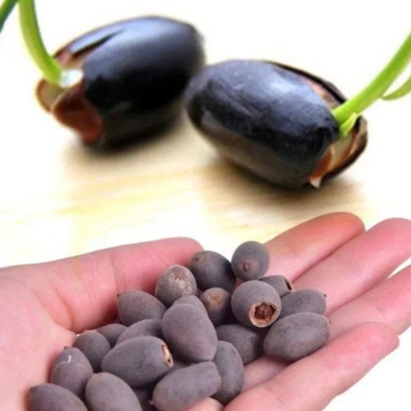 TEMU 1 Easy-to-grow Lotus Sprouts, Ready-to-plant Seeds For Indoor And Outdoor Gardening