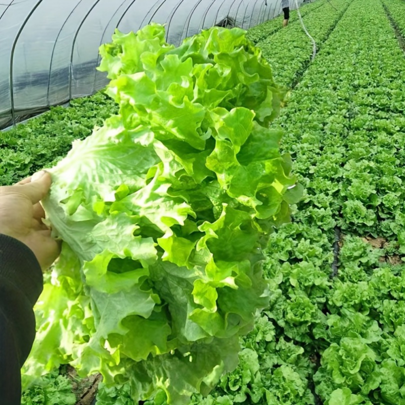 TEMU Seeds Cream Lettuce Seeds Balcony Potted -resistant Vegetables Seed Farm Iceberg Lettuce Kinds Outdoor Flowers Plants Nature