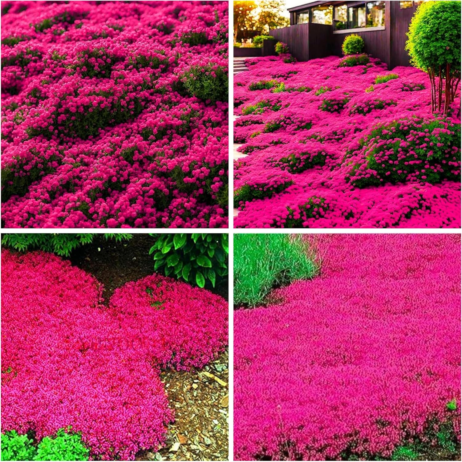 TEMU 500 For Planting Ground Cover Plants Flowers Perennial Thyme Non-gmo Serpyllum Seed