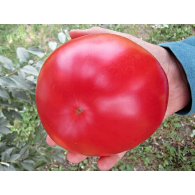 TEMU 300pcs Seed Tomatoes Giant Unsized Vegetables