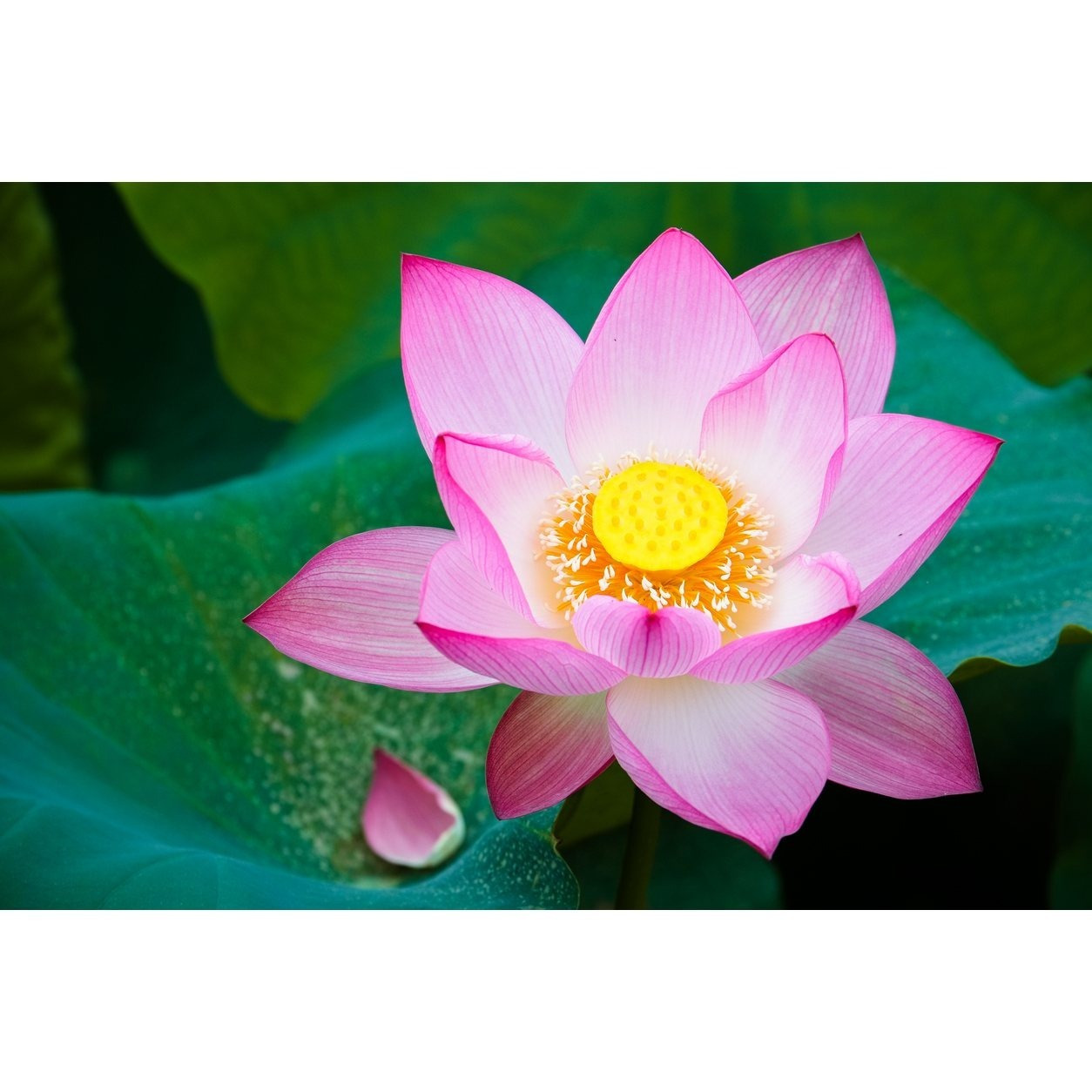 10 samen indische lotusblume lotus - Temu Germany