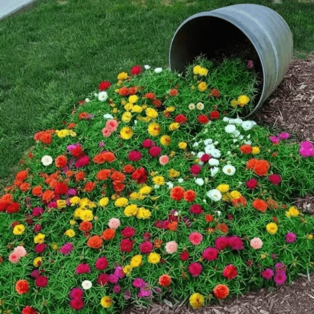 TEMU 172 Mossrose Mixed Traditional Seeds, Suitable For Indoor And Balcony Flower Pots - Gardening Seeds For Cultivating Bright Flowers, Cold