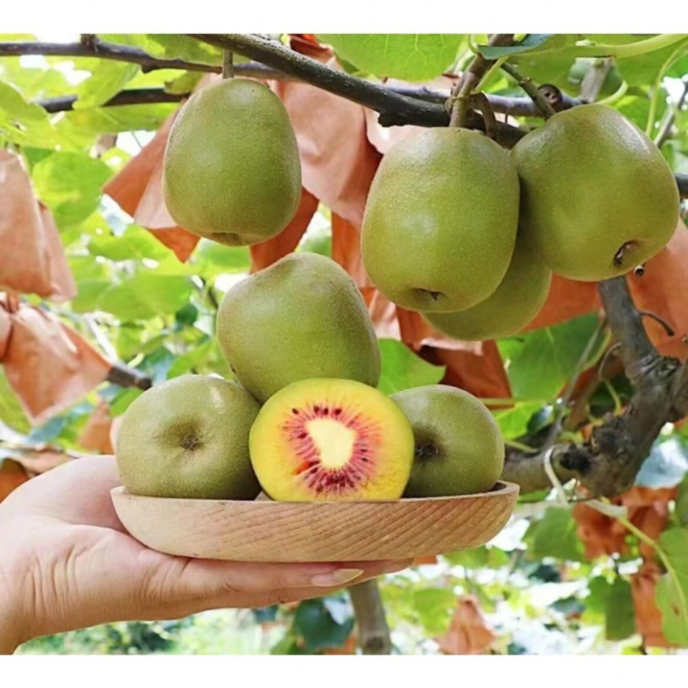TEMU Outdoor Seeds 200 Traditional Green Kiwi Seeds Kiwi Rare Nongmo Gardening Seeds For Productive Vines