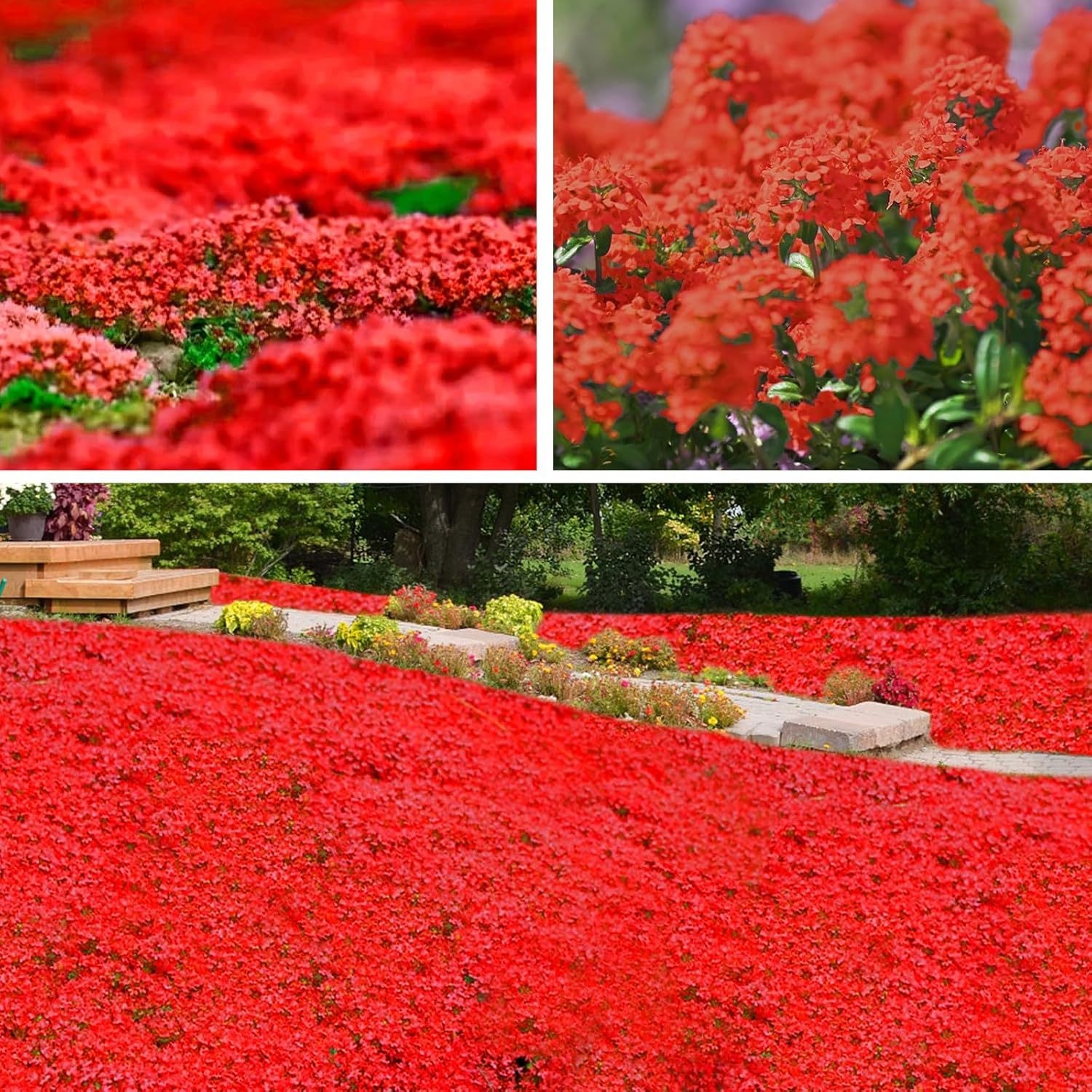 TEMU Glowing Red Thyme Seeds, Ground Cover, 500+ Easy To Care For Old Perennial Flower Seeds, Rare Seeds For Planting, Long Flowering For Outdoor