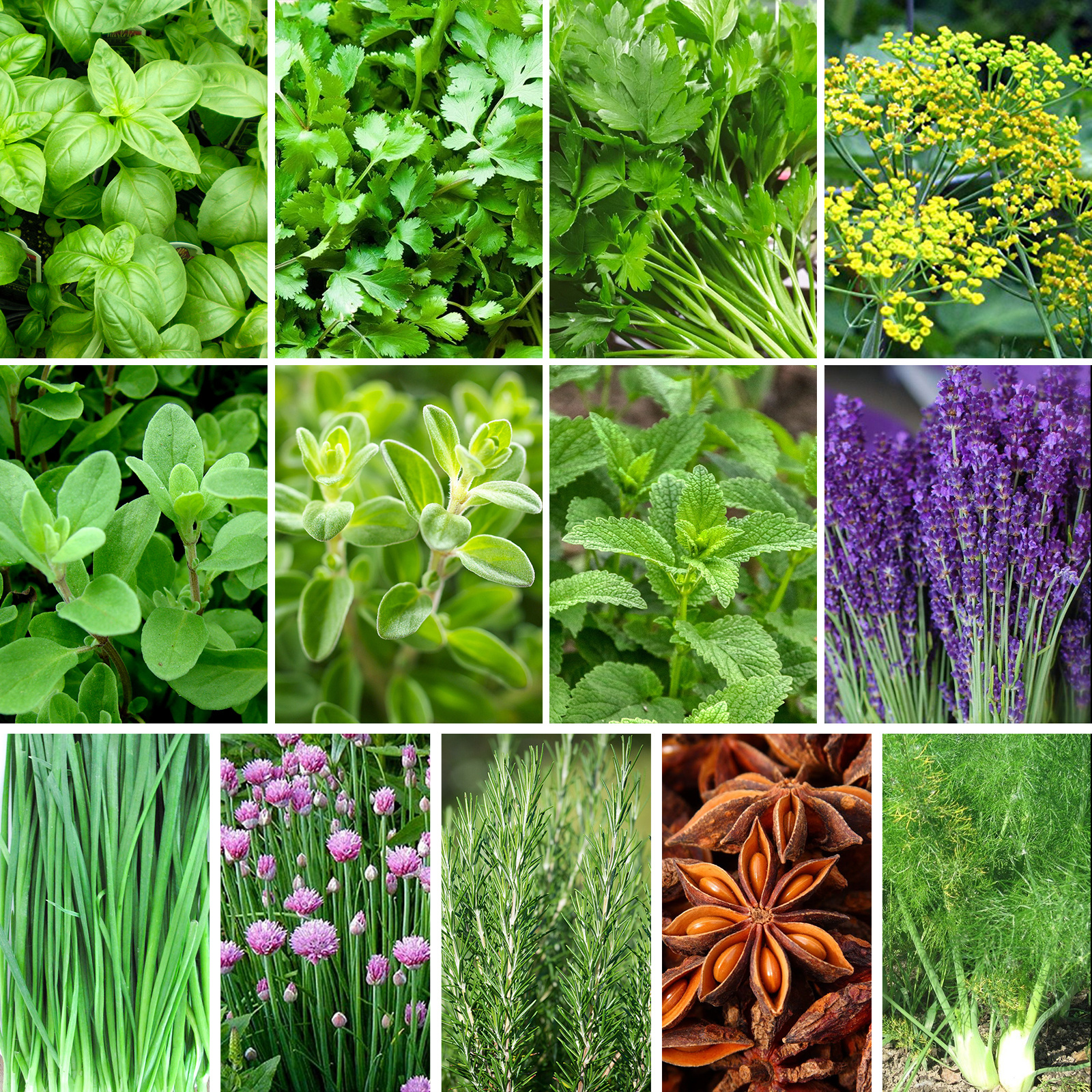 TEMU Basil Seeds, Water-resistant, Winter-, Perennial Flower, Ground Cover, Creeping Lawn, Outdoor Houseplants, Gardening, Local Delivery