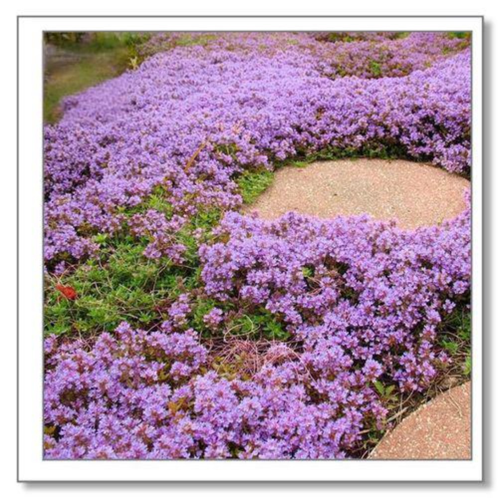 TEMU 500 Mixed For Planting - 4 Perennial Thyme Non-gmo Blue, Purple, Red, Yellow Beautiful Flower