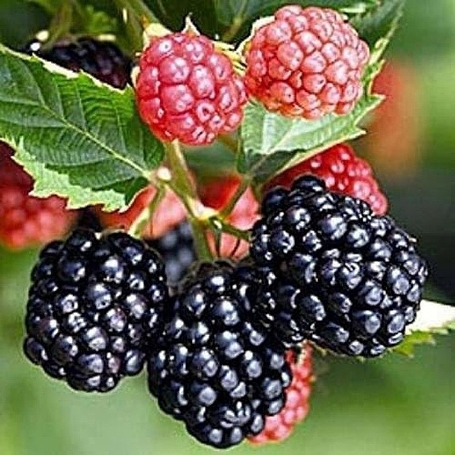 TEMU 20 Rare Celery Fruit Tree Seeds, Home Gardening
