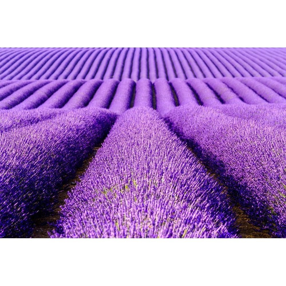 TEMU Lavender Seeds, Outdoor Perennial Flowers, Perennial Ground Cover Plants, Crawling Lawns, Outdoor Indoor Plants, Plants, , Local Delivery