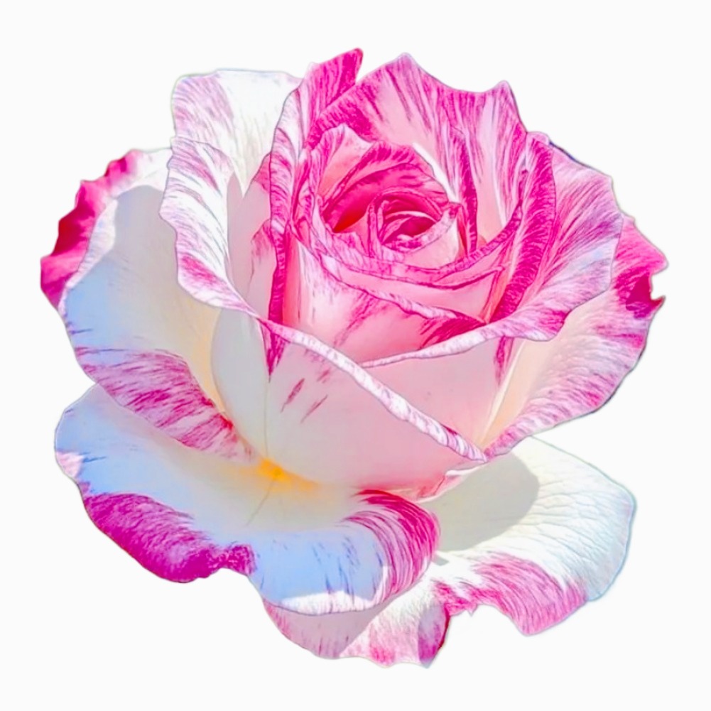 25 Samen für wunderschöne weiß-Rosa-Lila Rosen