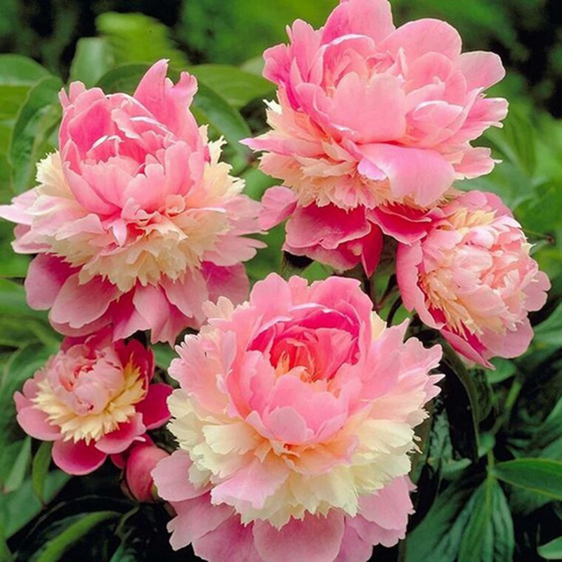 TEMU 30pcs Peony Seeds Sowing Blooming Seeds Peony Red Peony Seeds Courtyard Balcony Flowers Blooming