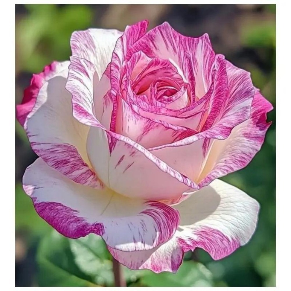 25 Samen für wunderschöne weiß-Rosa-Lila Rosen