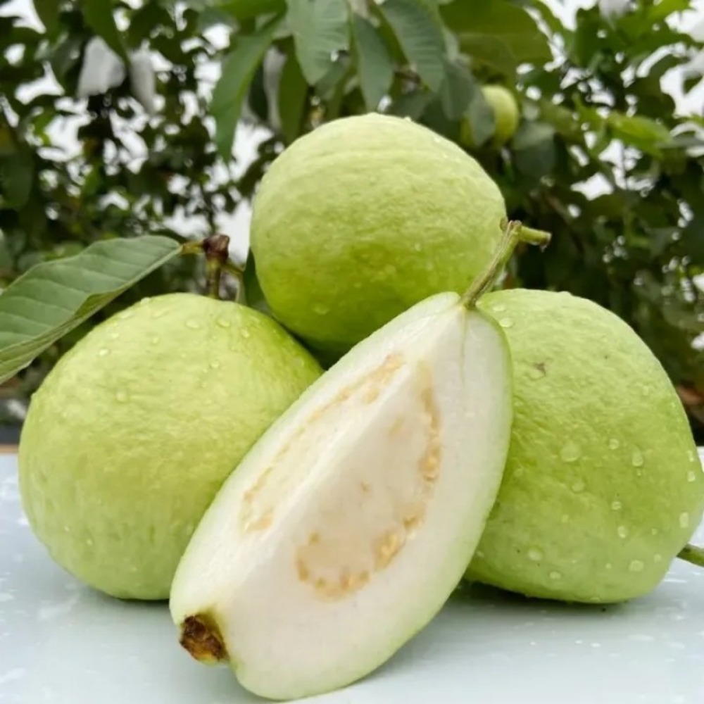 TEMU Graines de peau de melon graines de légumes et de fruits graines de melon en pot