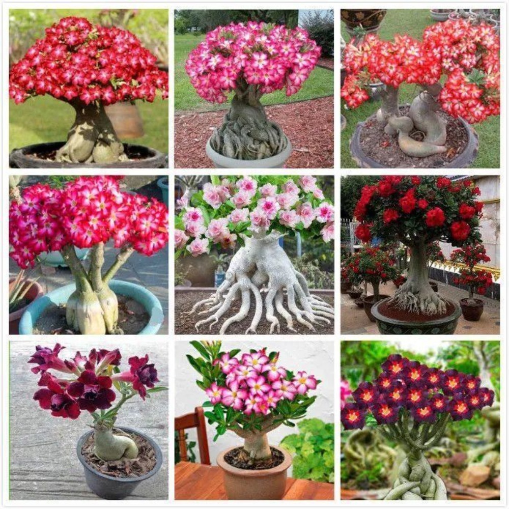 TEMU Desert Rose Seeds, Outdoor Seeds, Ground Cover Plants, Creeping Lawn Plants, Outdoor-indoor Plants, Flower Plants, Herbs, Vegetables, Fruits,