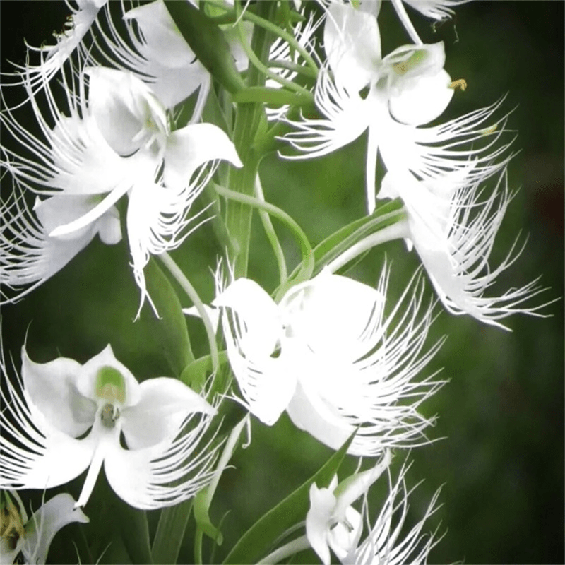 TEMU 268-piece Discount Offer White Orchid ( Radiata) Flower Seeds For Outdoor Gardening And Nature Planting