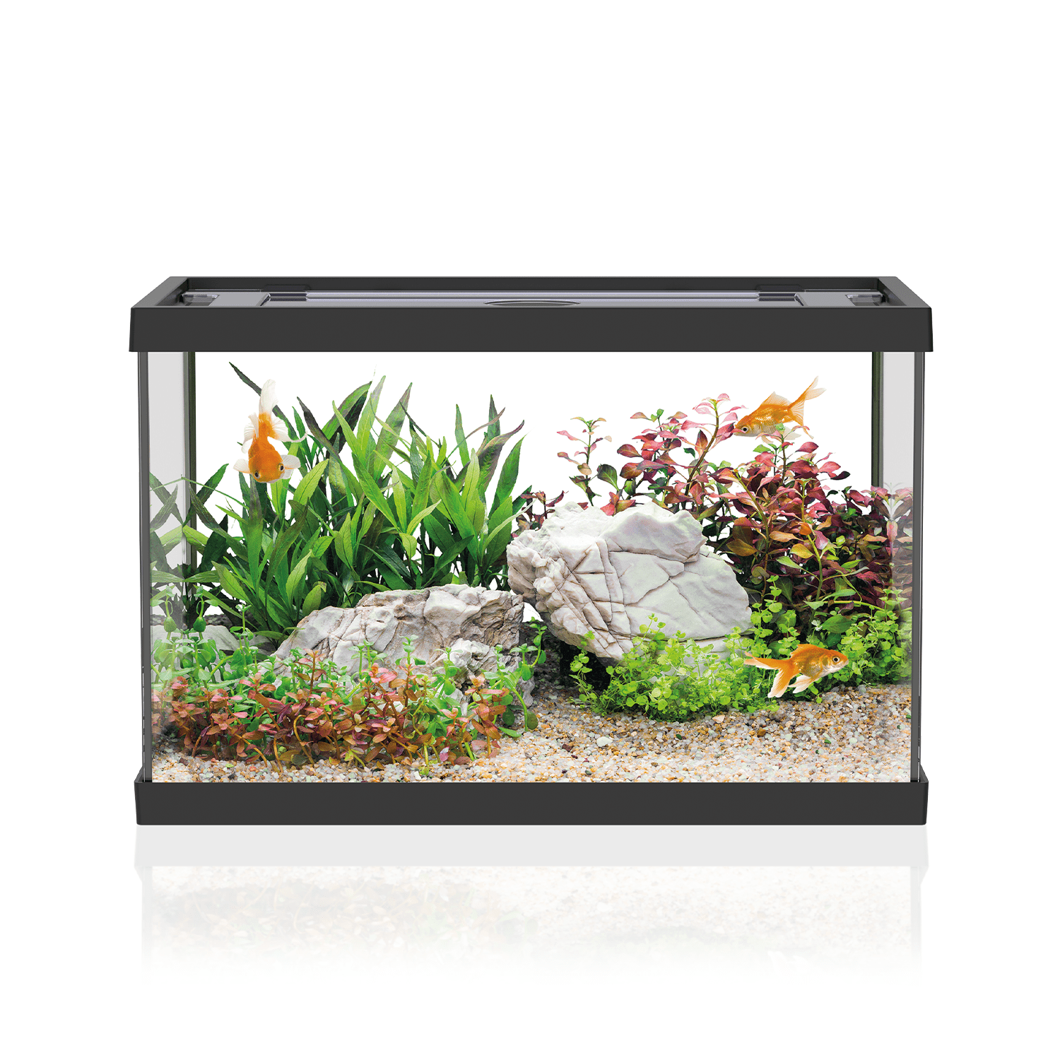 TEMU AQPET Acquario in Vetro 20 Litri Completo con Filtro Interno e Decorazioni �� Vasca per Pesci Facile da 36x22x26 cm