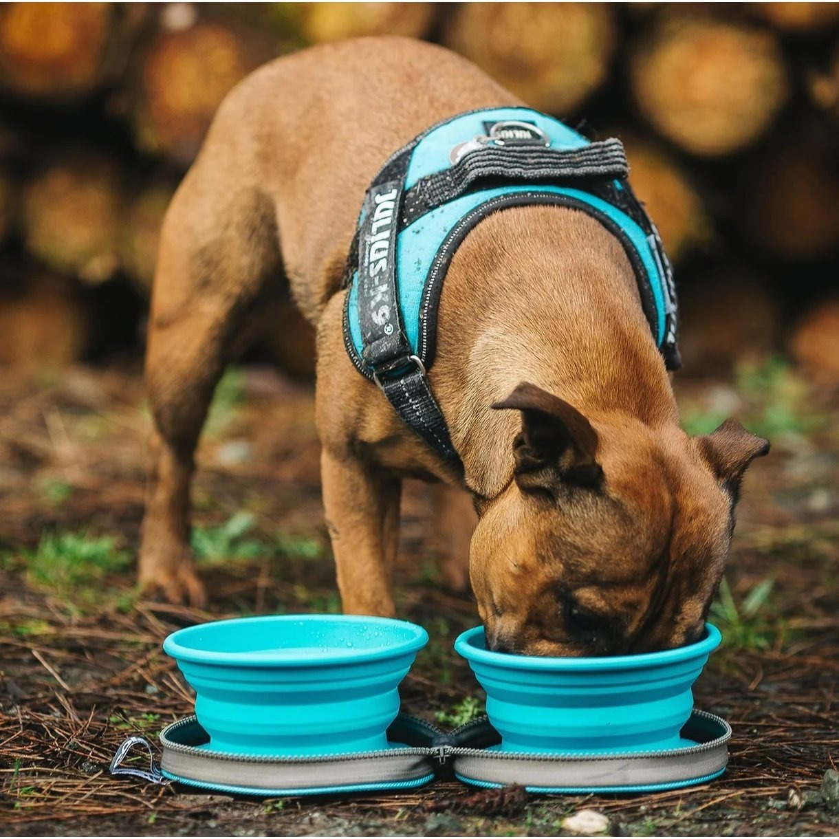 2 Foldable Dog Bowls For | Travel Bowl Set For | Silicone Water Bowl & Food Bowl | Perfect For Travel, Camping & | Blue, Foldable & Easy To Clean