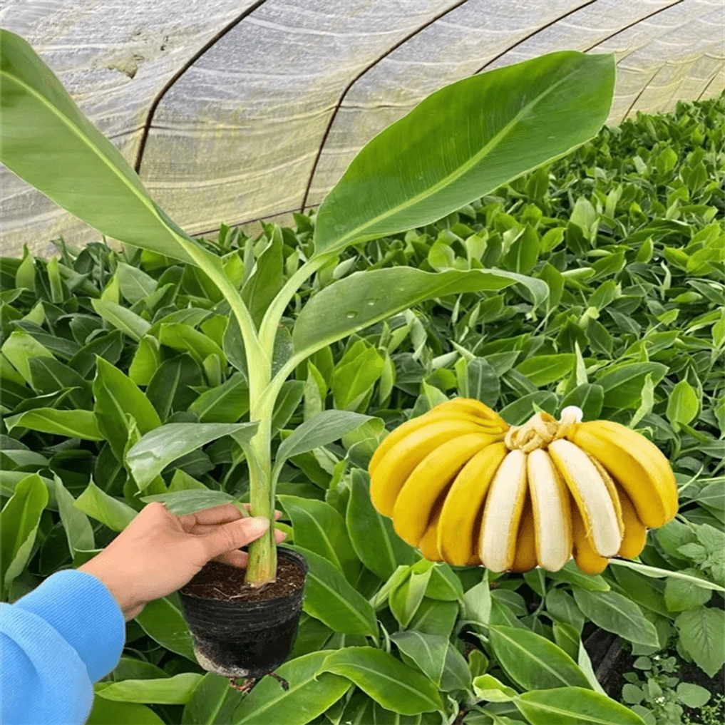 TEMU 174 Hard Seeds Of Trees: Rare Mini Fruit Seeds, Suitable For Home Gardening, Traditional Seeds