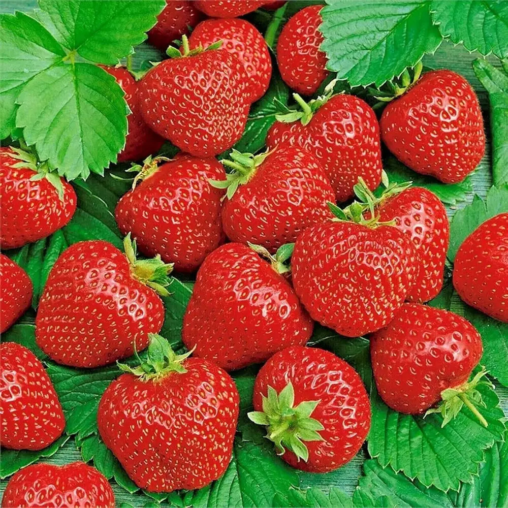 TEMU Wild Strawberries 200 Seeds Perennial Heritage Fruits Gmo-free