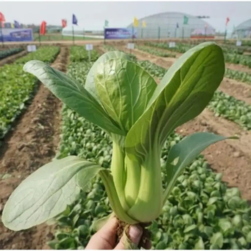 TEMU Pack Bok Vegetable Seeds (4000 Seeds) - Basic Farm House