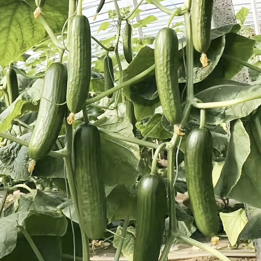 TEMU Traditional Cucumber Bush Seeds Throughout The Year, In 300 Packages - Non-gmo Horticultural Seeds, Suitable For Home Gardening.