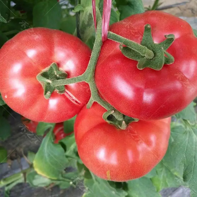 TEMU High Germination Rate Large Fruits Natural Sand Baked Pot Large Seeds Potted Vegetables Panzhihua Tomatoes