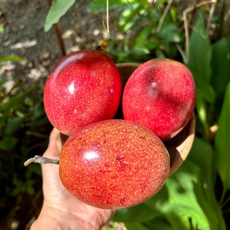 TEMU 200 Of Yellow Melon - Indian Pocket Yellow Melon, Yellow Melon Of , Yellow Melon From Punjab, Unmodified Yellow