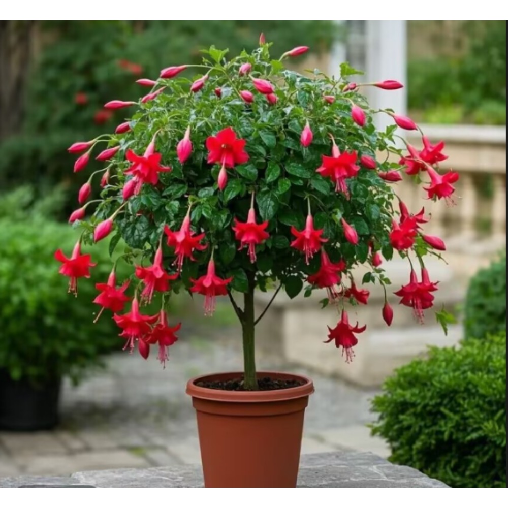 TEMU High-quality Lantern Flower Seeds, Precious Lantern Flower Seeds Rare Of Lantern Flower Seeds, Precious Lantern Flower Seeds, 100pcs