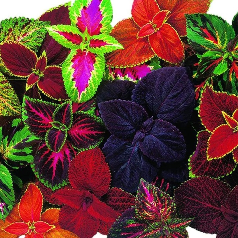 TEMU Giant Exhibition Coleus Seeds, Popular Colorful Houseplants, Pack Of 100 Seeds