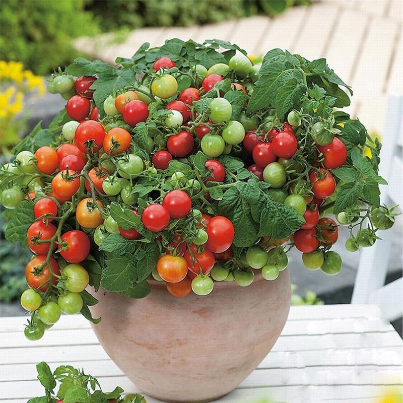 TEMU 100 Red Tomato Seeds Baby Tomatoes Tomatoes All Balcony Seeds Vegetable Seeds