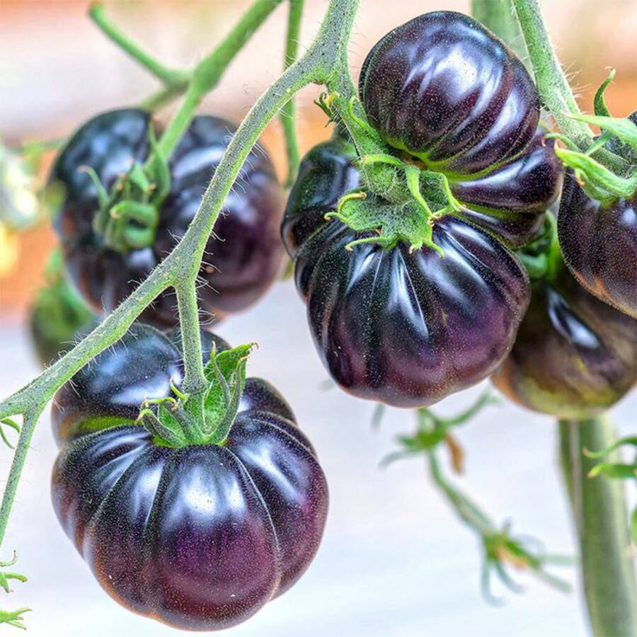 TEMU Planting Tomato Seeds, Pack Of 300 Vegetable Seeds For Planting (purple)