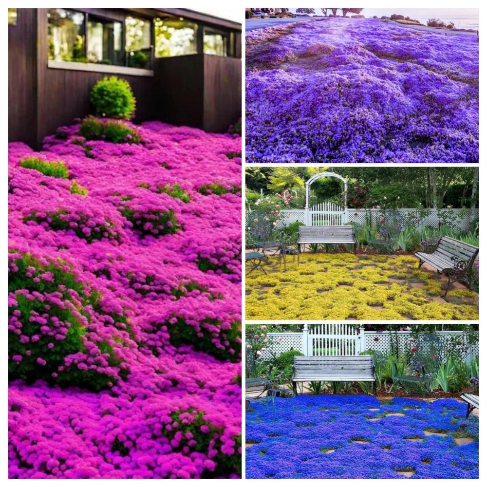 TEMU Perennial Thyme . And Easy To Grow For Gardeners To Create A Sea Of Flowers