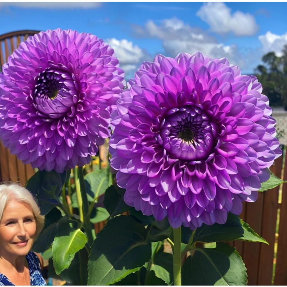 TEMU 50 Purple Seeds Bear Flower Seeds Gardening, Planting, Herliom In Summer, Plant Flowers
